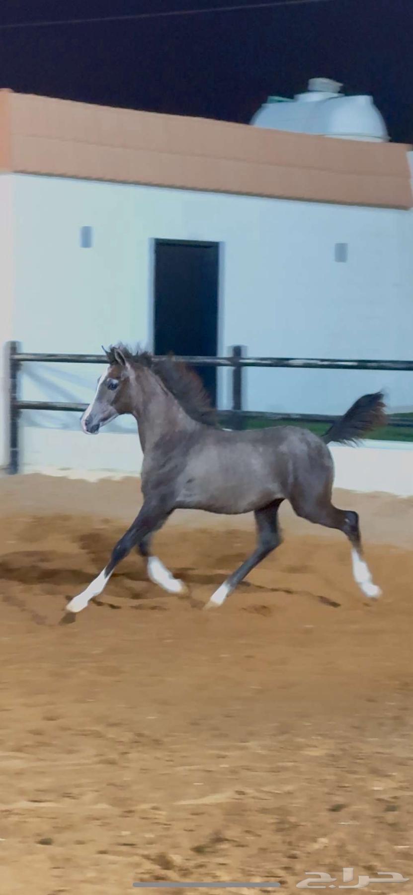 مهر واهو ابن سين الصحراء64558141999105112