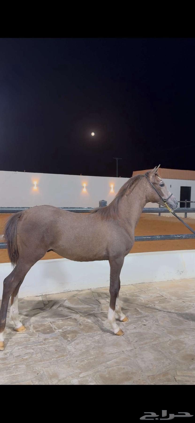 مهر واهو ابن سين الصحراء64558141999105111