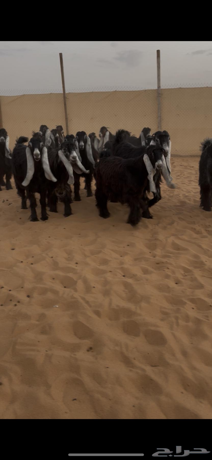 عرض بيع جفرات عوارض منوت القناي64553510992769111