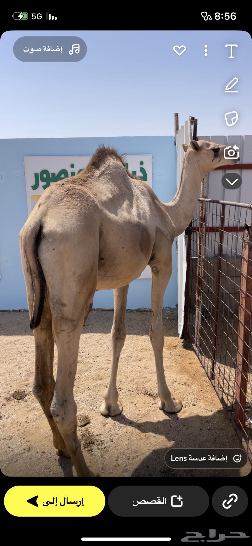 Imported lamb from Murbai, 5 months old64555376151427110