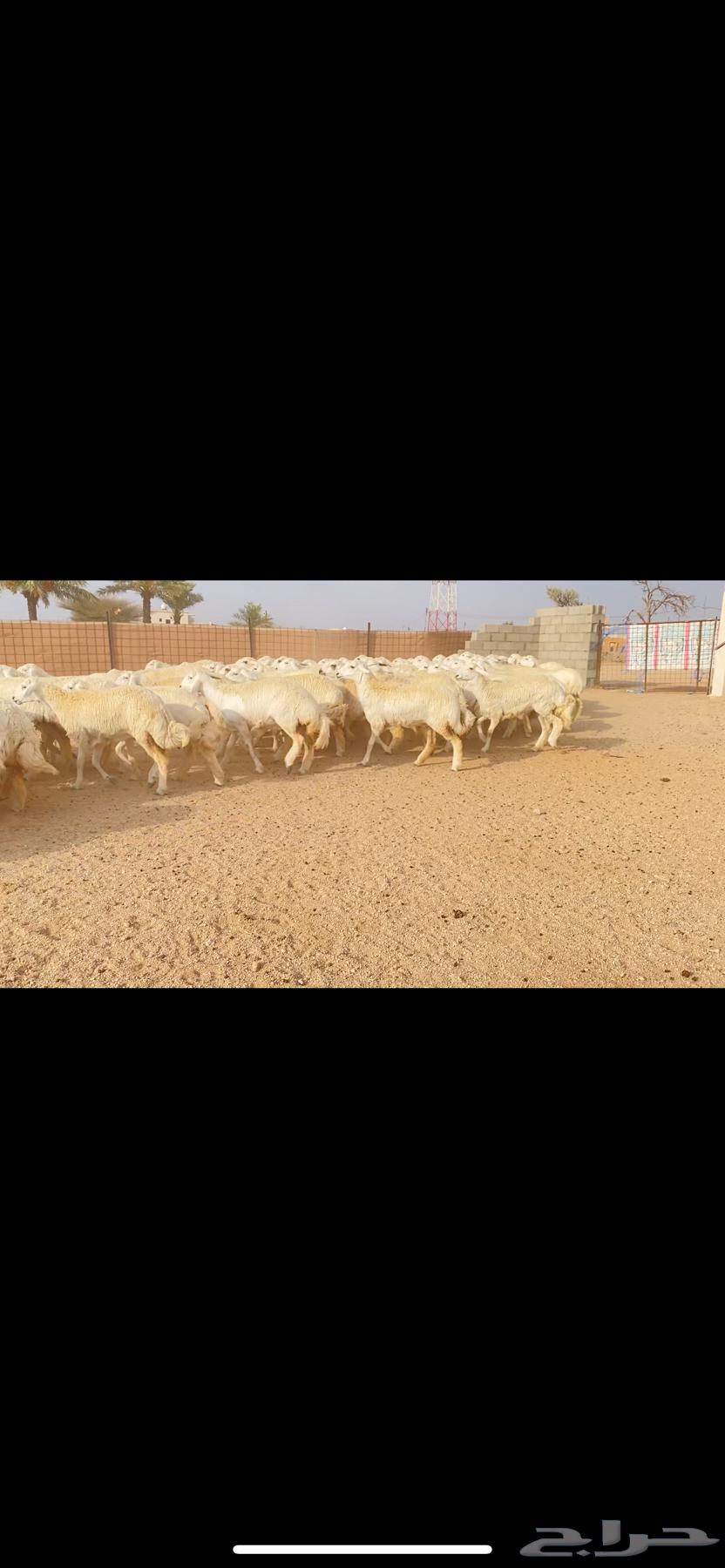 رخال حريات حرش صنف الصنف الفاخر (( تم البيع ))64558447231105111