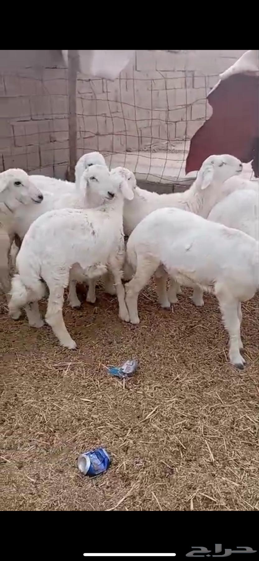 Lamb aged from seven to eight months, fat-locked64558641950337113