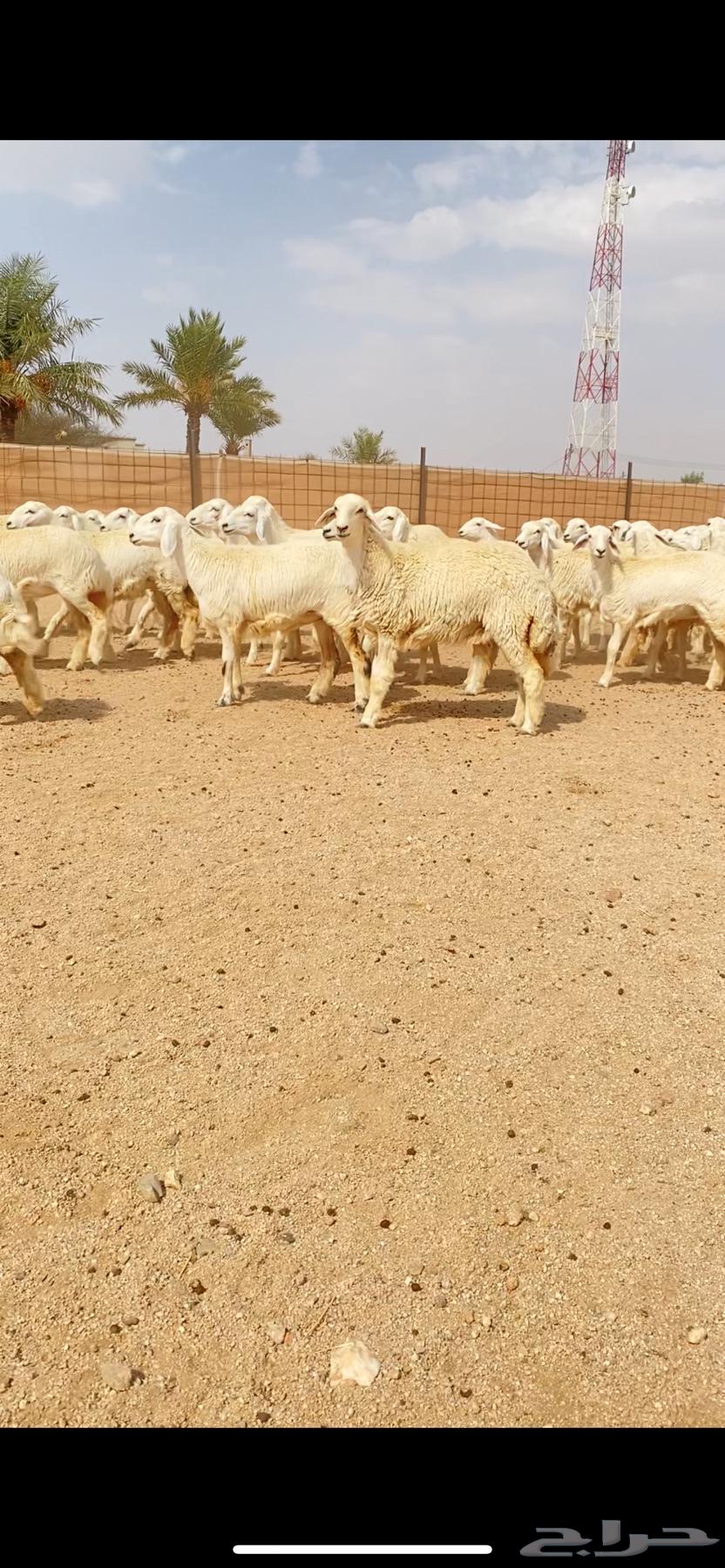 رخال حريات حرش صنف الصنف الفاخر (( تم البيع ))64558447231105113