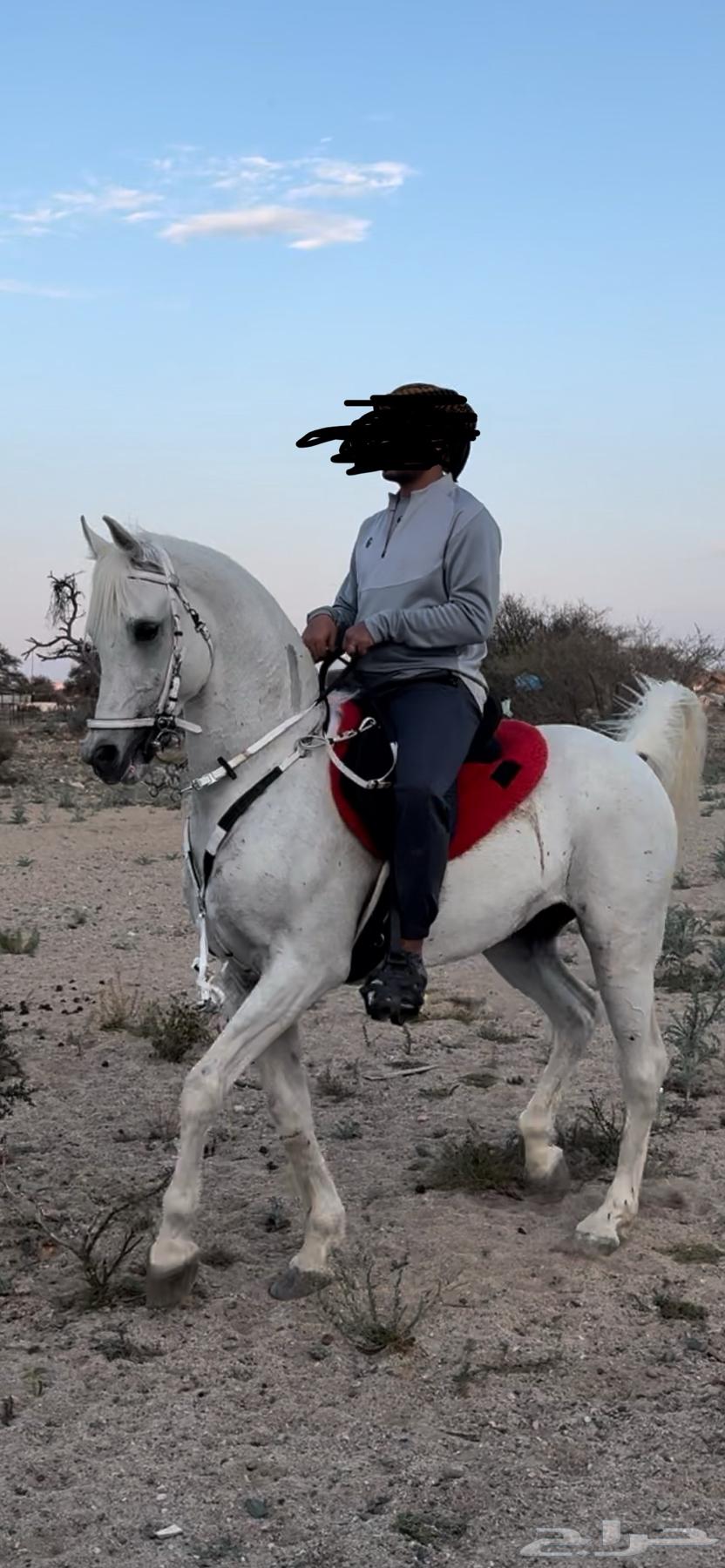 حصان للبيع64553623584003112