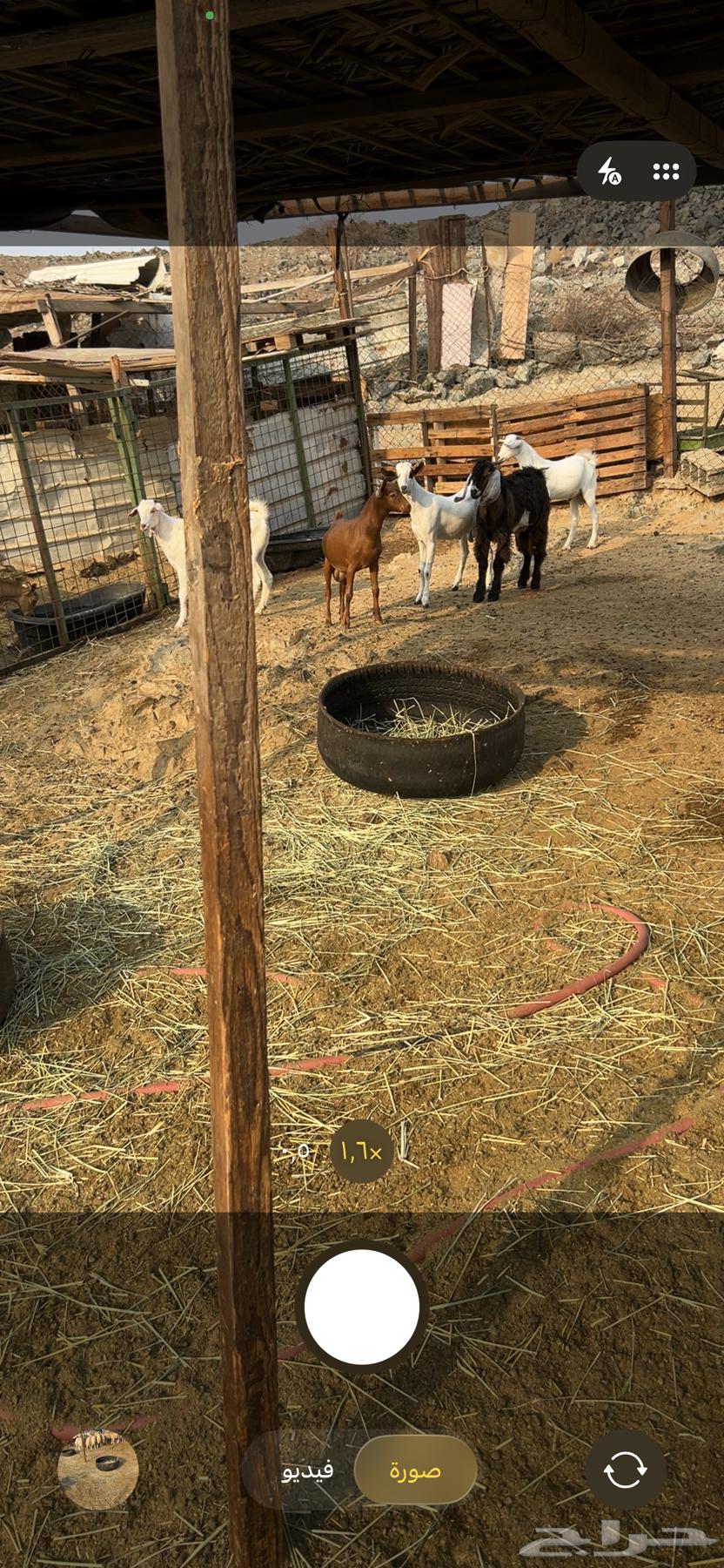 طليان ورخال حرية وتيوس وجفار محايلية64557920665091111