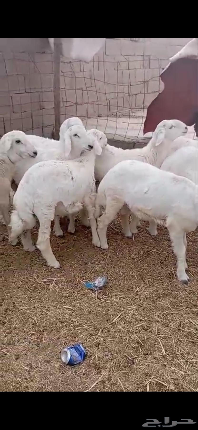 Lamb aged from seven to eight months, fat-locked64558641950337111