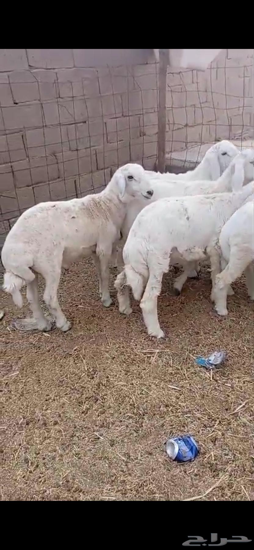 Lamb aged from seven to eight months, fat-locked64558641950337112