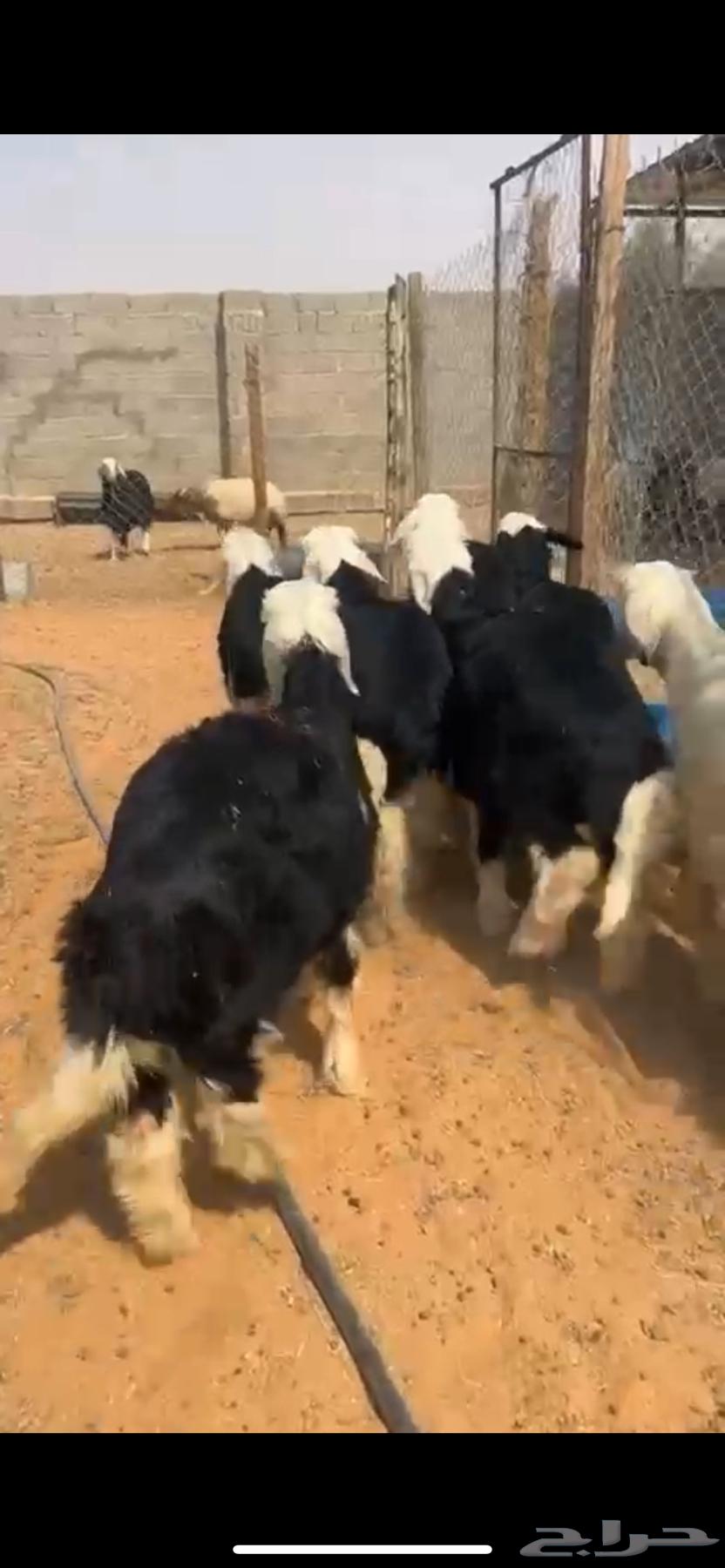 For sale Najdi lambs, good quality ((Sold))64558947113857111