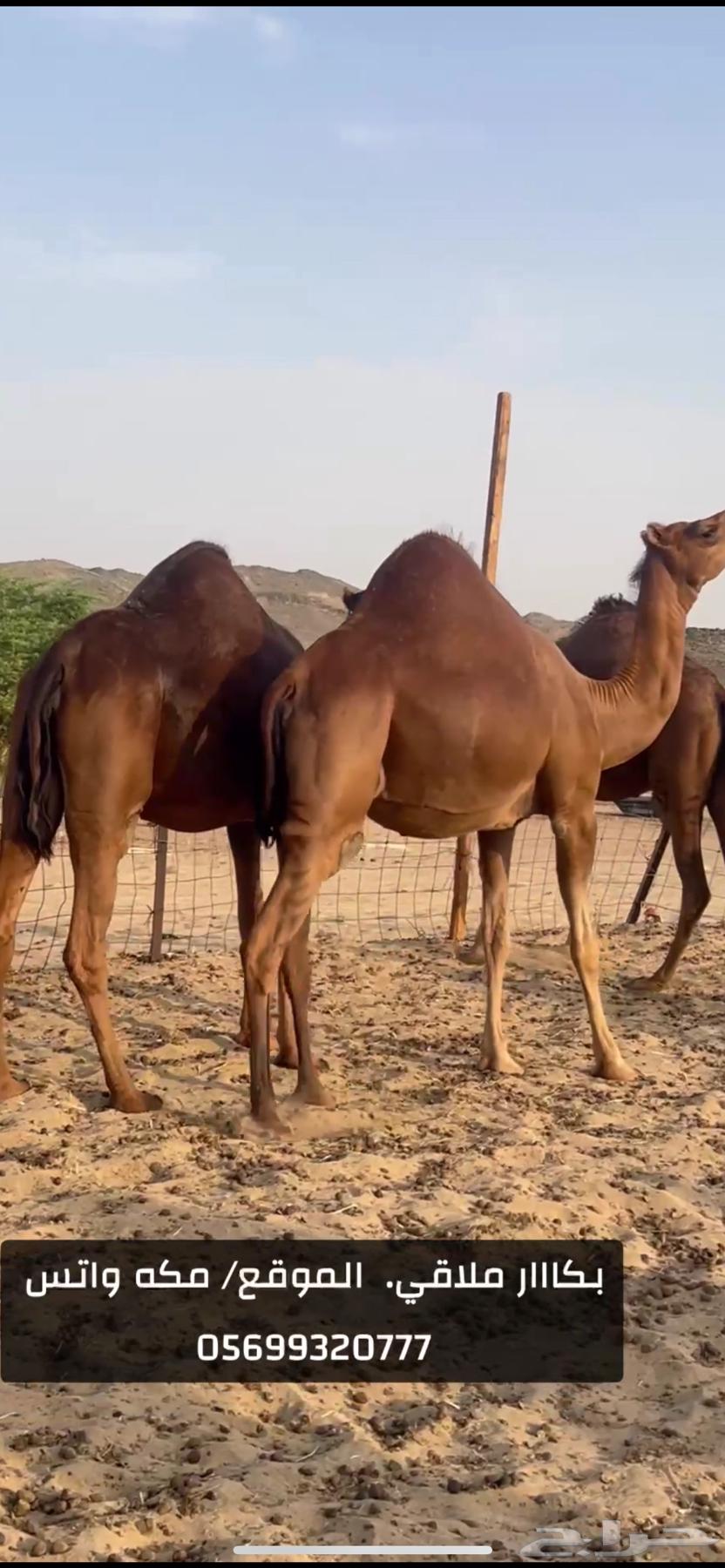 بكار سواحل لقح (( تم البيع ))64554020369795113