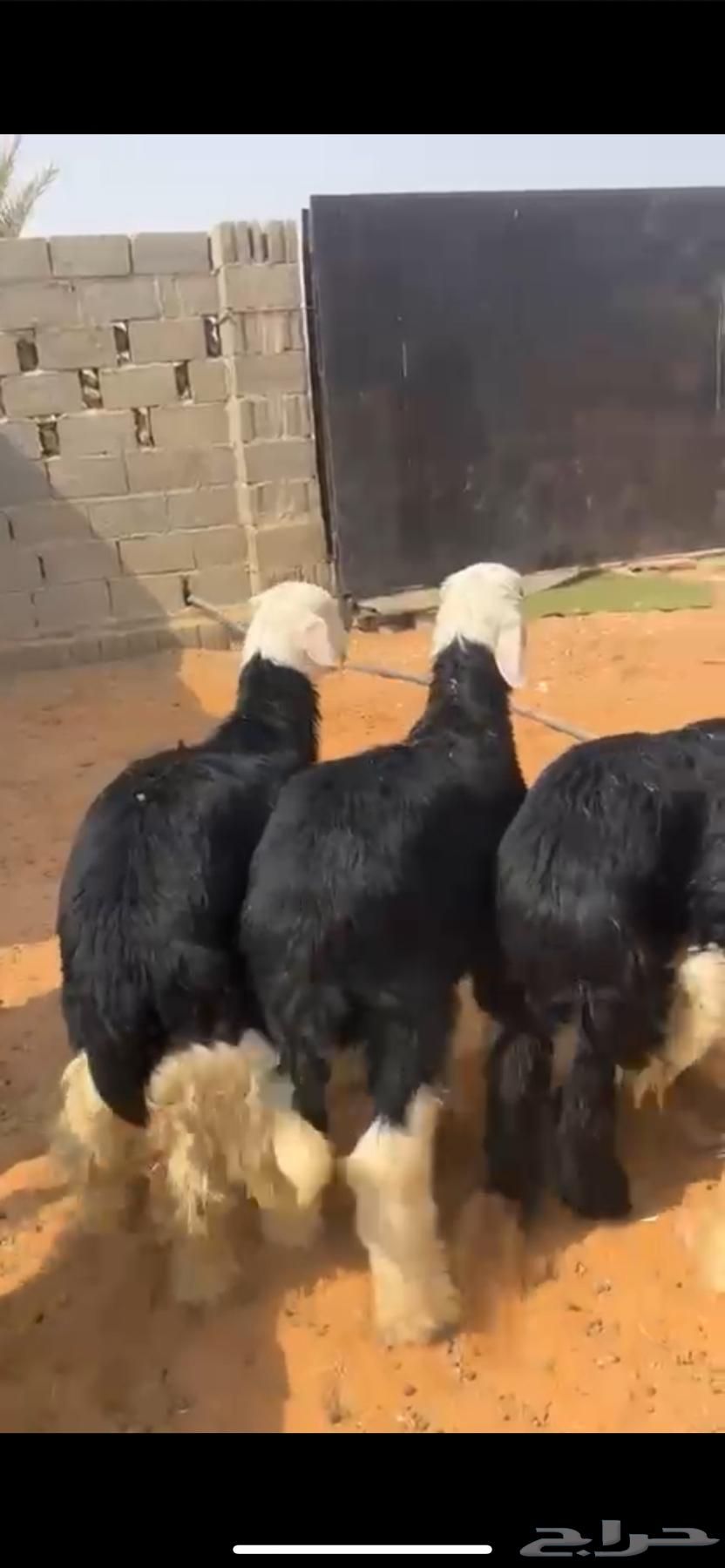 For sale Najdi lambs, good quality ((Sold))64558947113857112