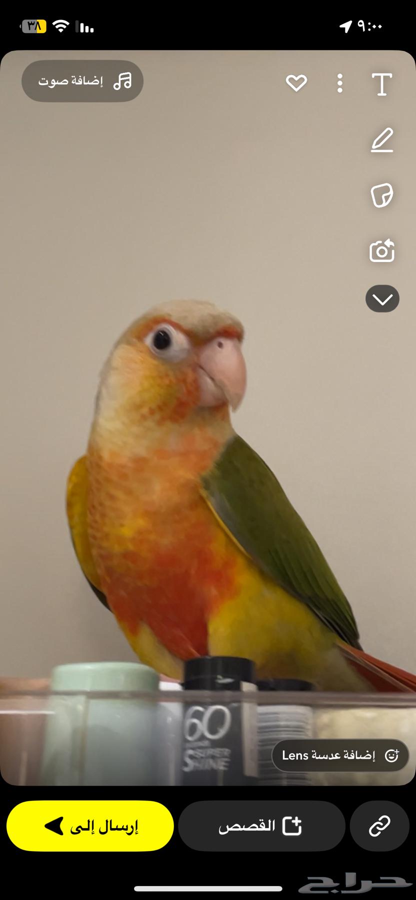 كنيور للبيع64555418757507111