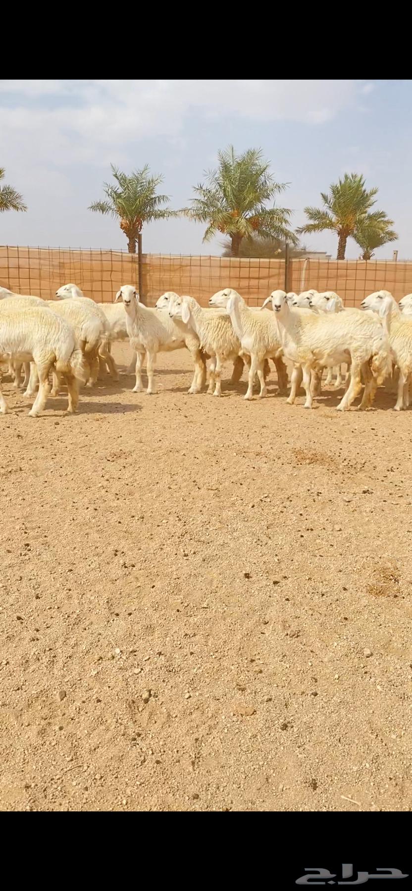 رخال حريات حرش صنف الصنف الفاخر (( تم البيع ))64558447231105114