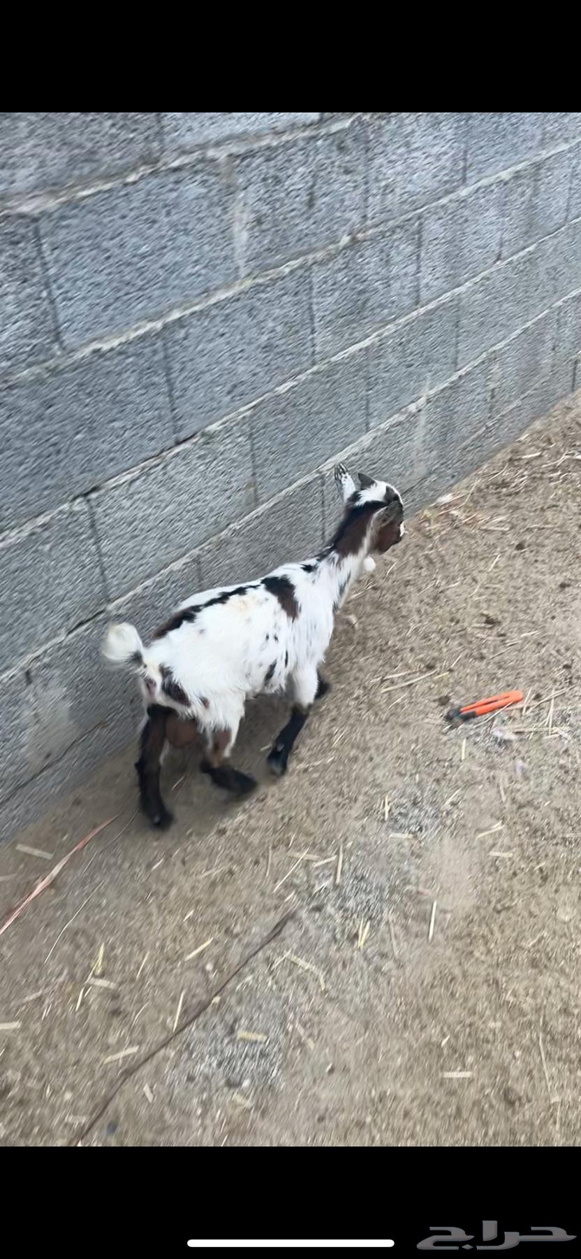 Dwarf goat64560150547585111