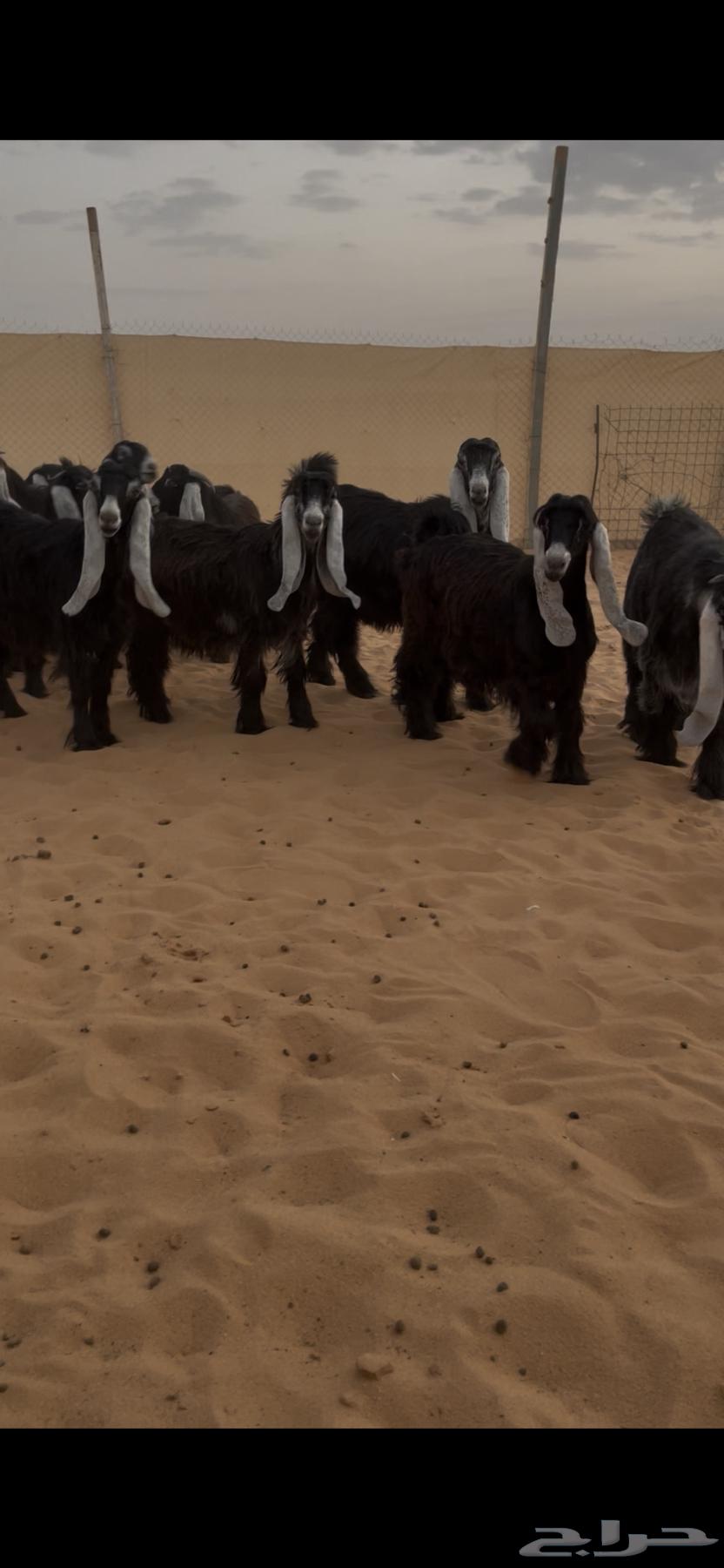 عرض بيع جفرات عوارض منوت القناي64553510992769110