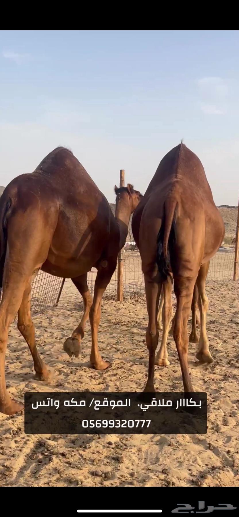 بكار سواحل لقح (( تم البيع ))64554020369795112