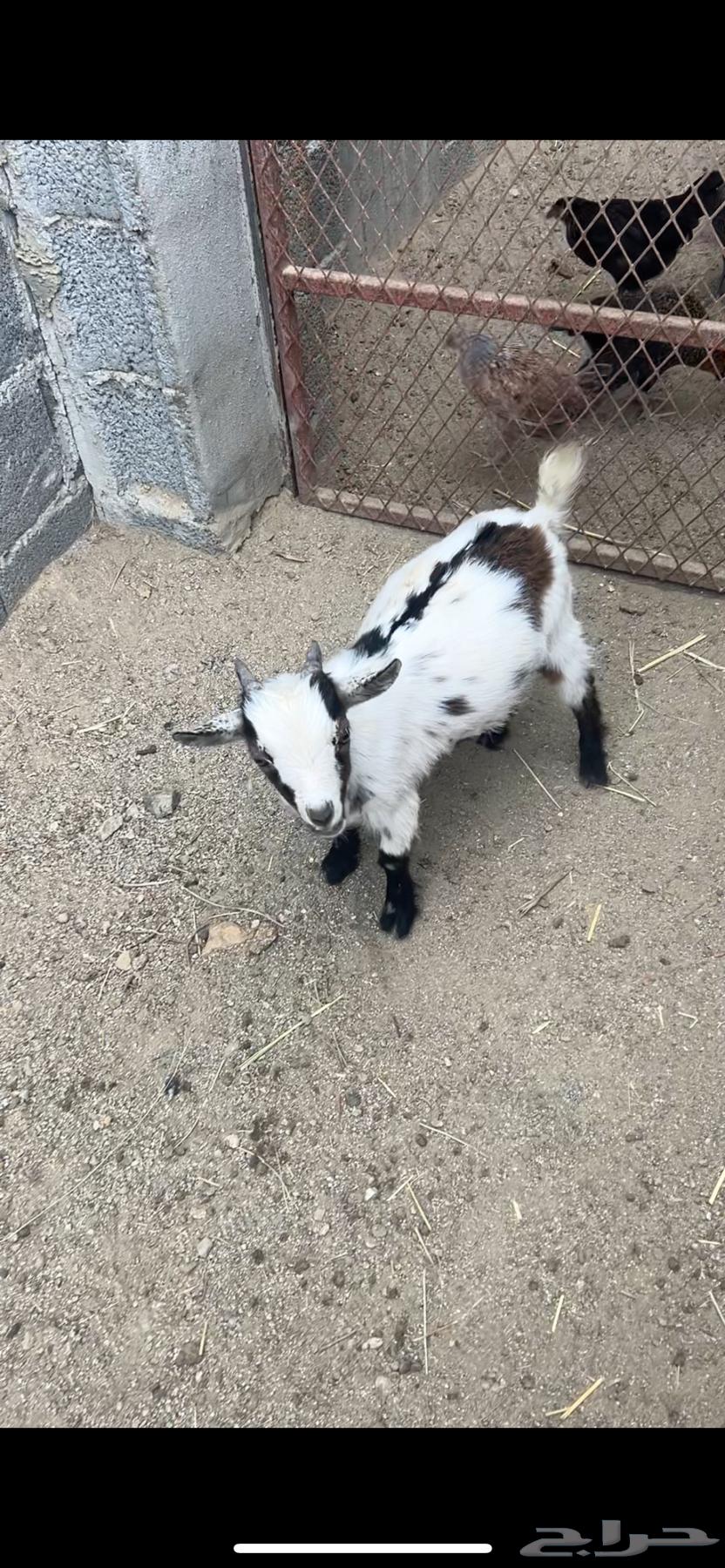 Dwarf goat64560150547585112