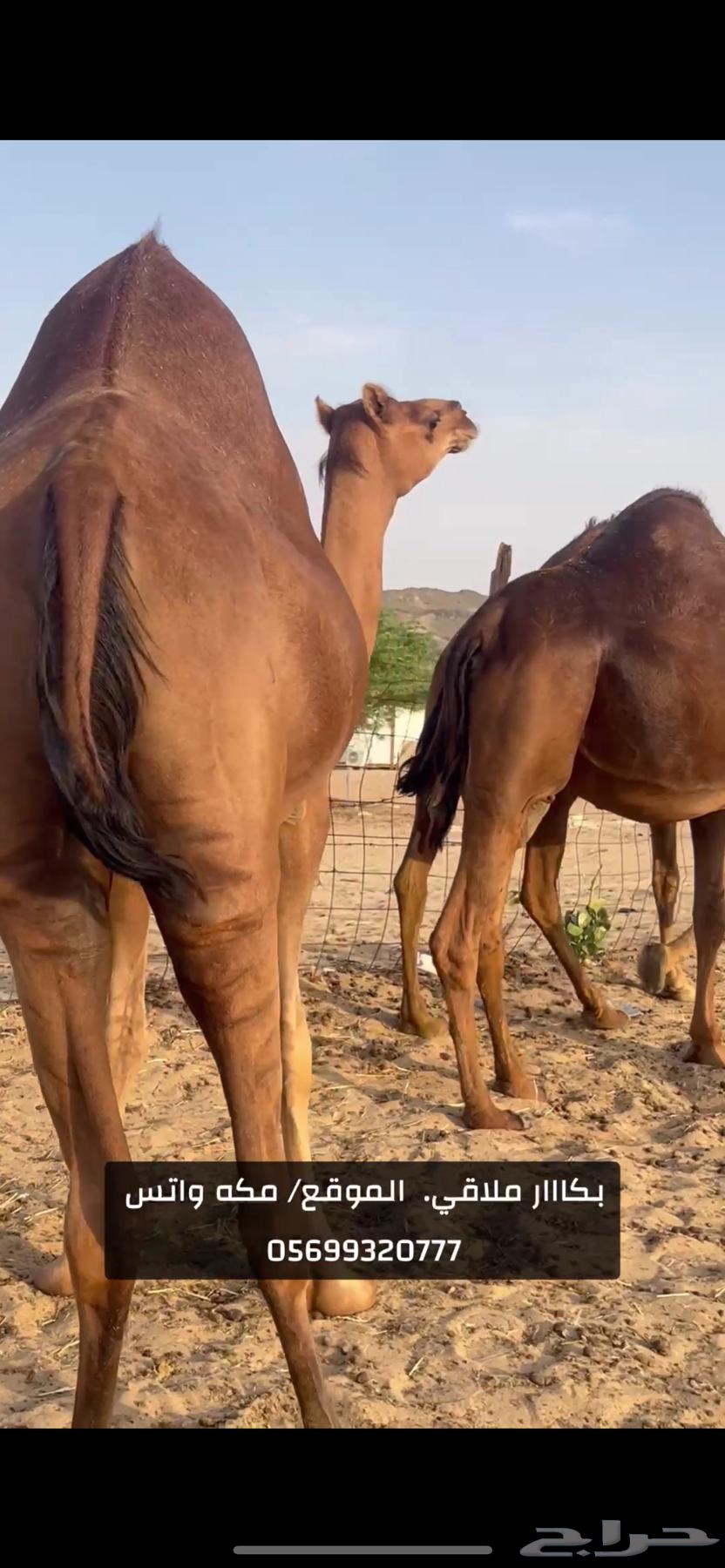 بكار سواحل لقح (( تم البيع ))64554020369795110