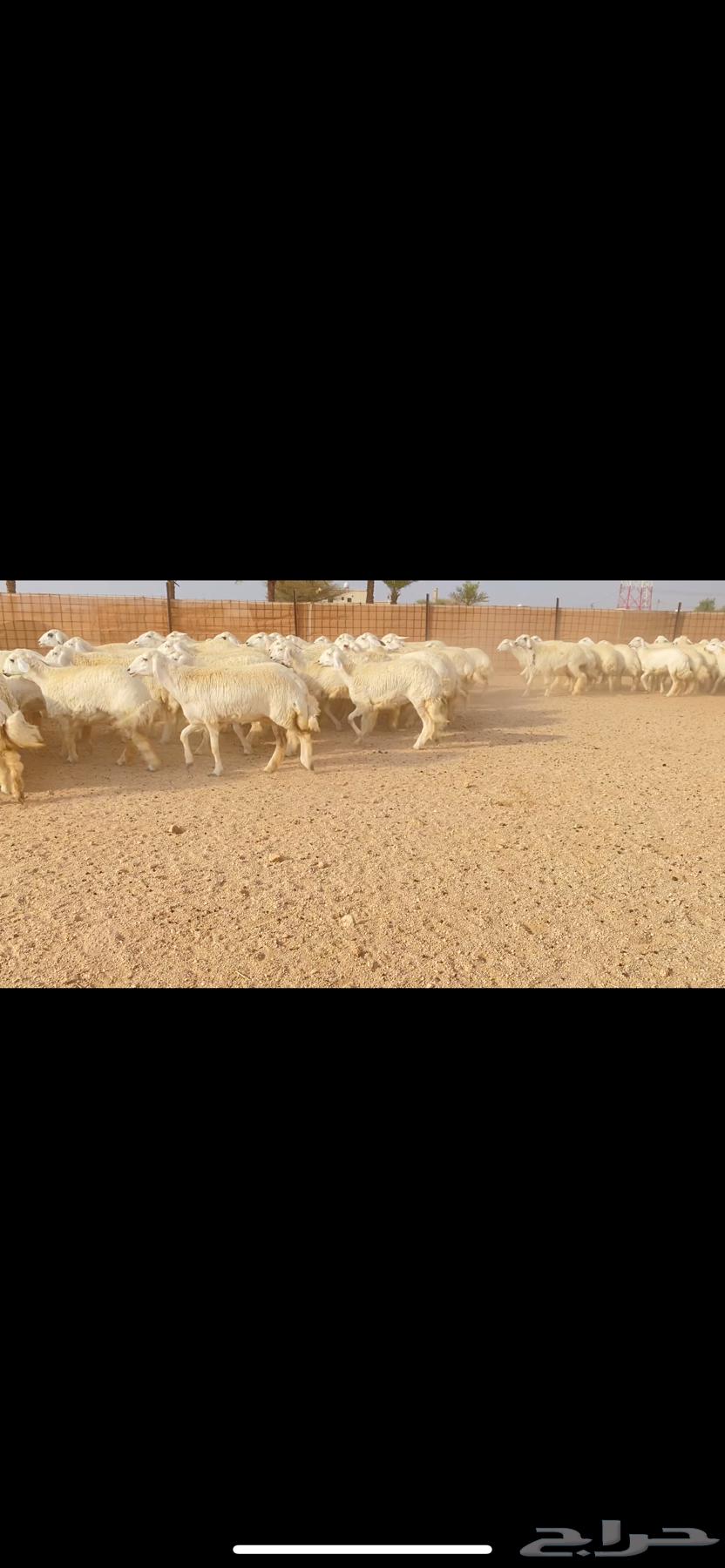 رخال حريات حرش صنف الصنف الفاخر (( تم البيع ))64558447231105112