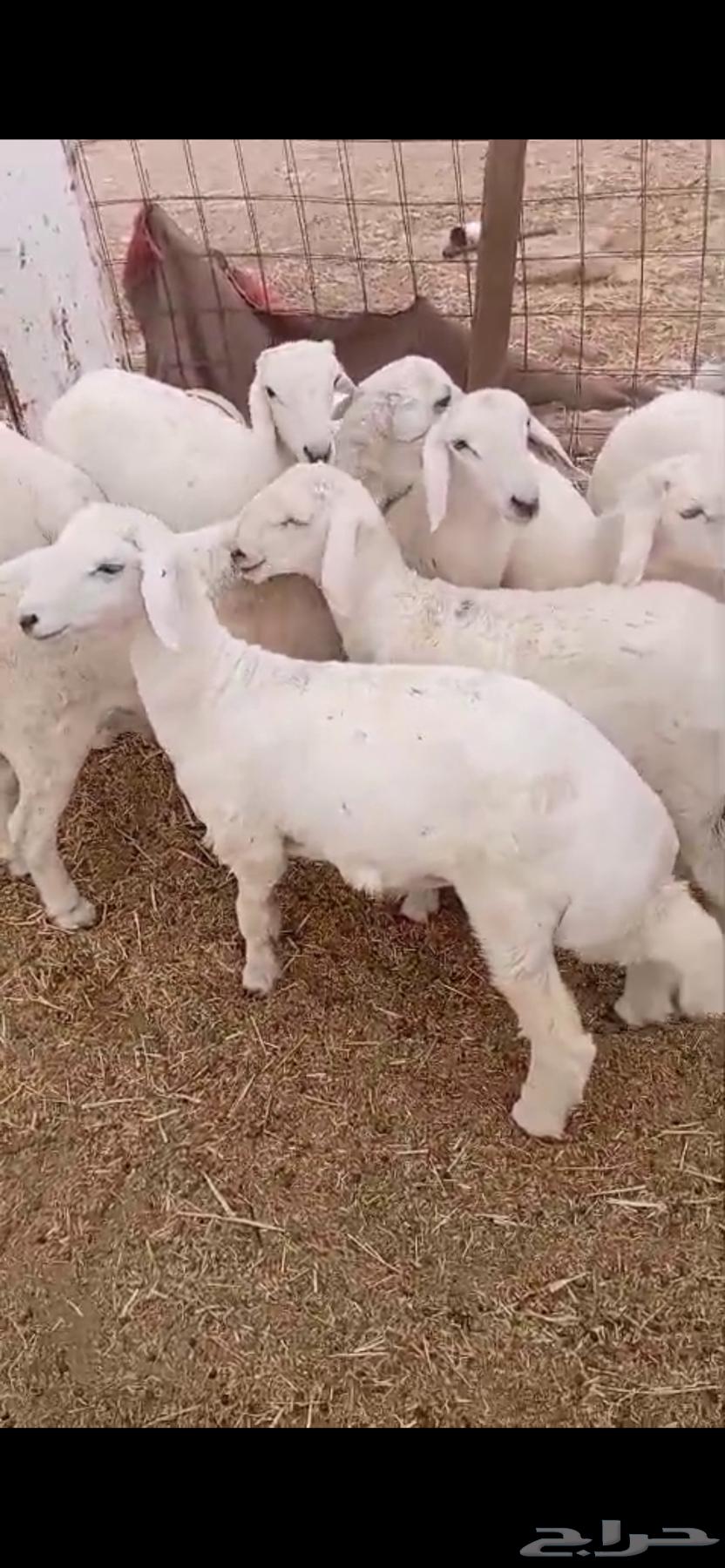 Lamb aged from seven to eight months, fat-locked64558641950337110