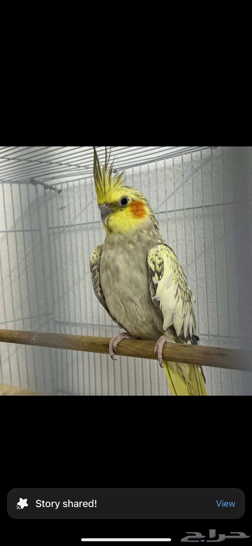 انثي كروان إيزابيل أليف و المستوي توب ماشاء الله ( تم البيع)64556902996098110