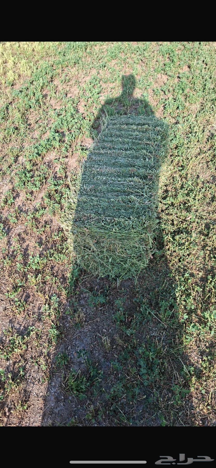 Clover64558683485315110