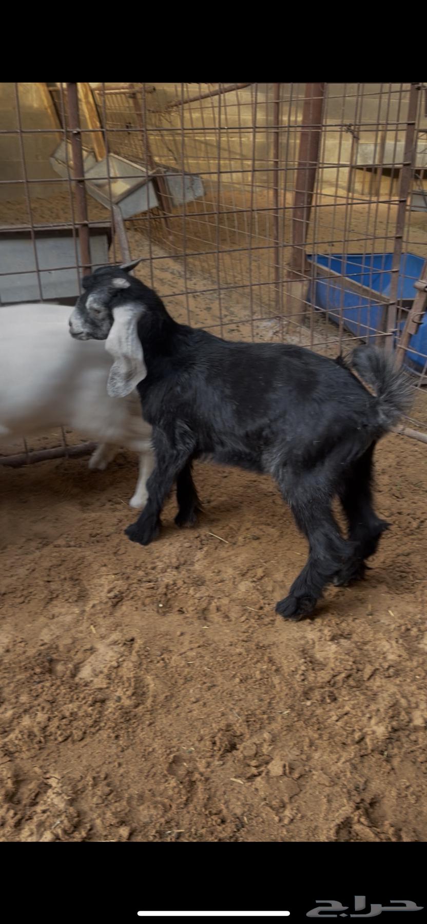 A goat aged two and a half months, in good condition64558947067522110