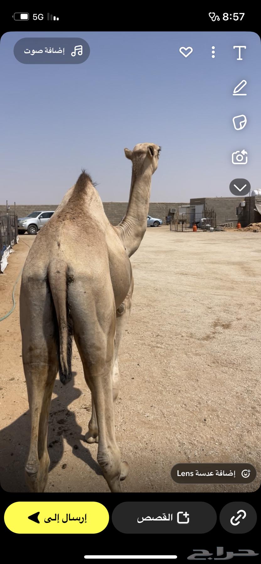 Imported lamb from Murbai, 5 months old64555376151427111