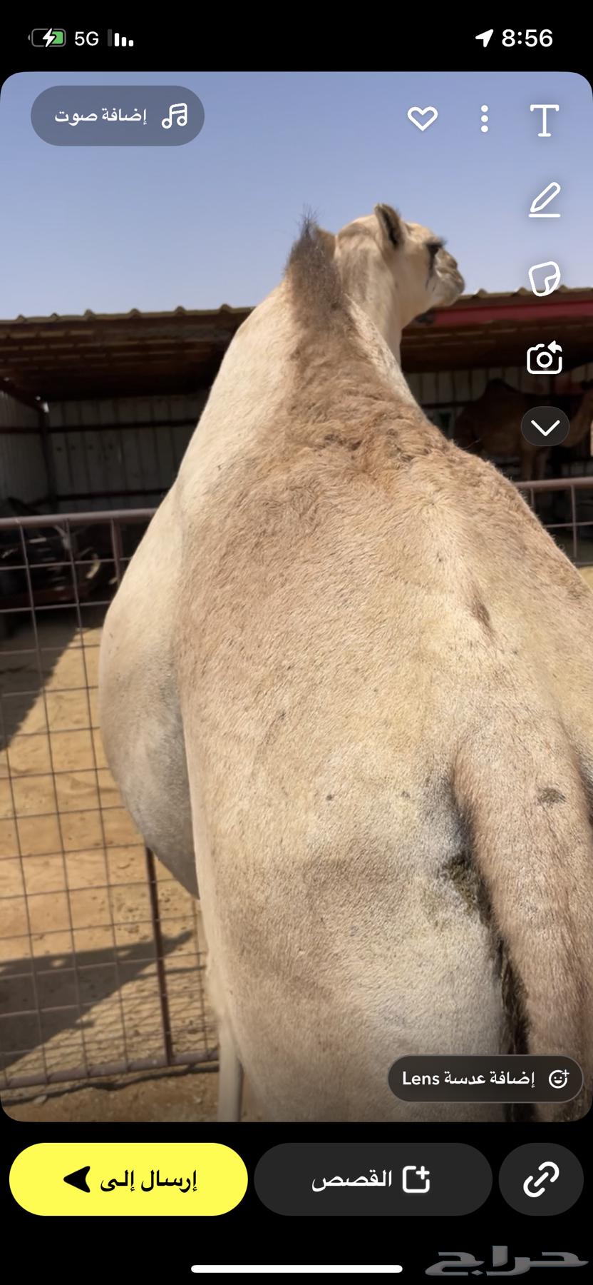 Imported lamb from Murbai, 5 months old64555376151427112