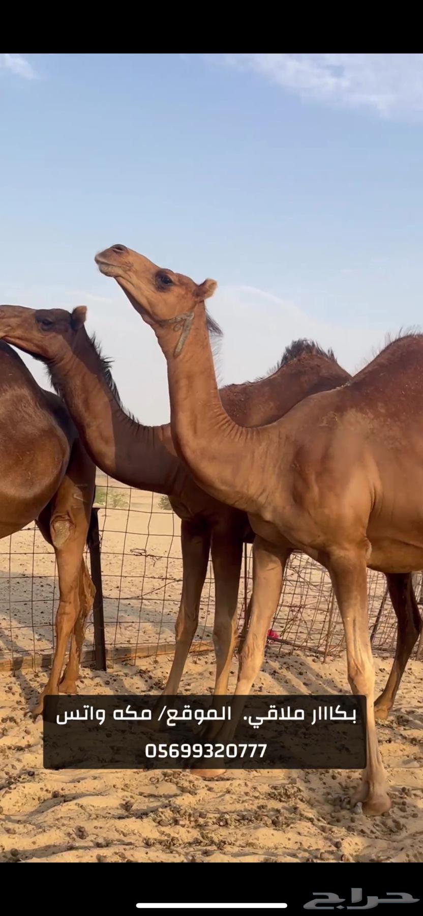 بكار سواحل لقح (( تم البيع ))64554020369795111