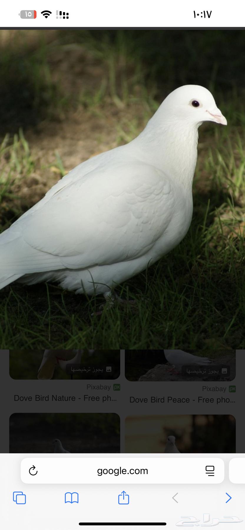 حمام فرنسي و بكستاني و انواع ثانيه64555772380035110