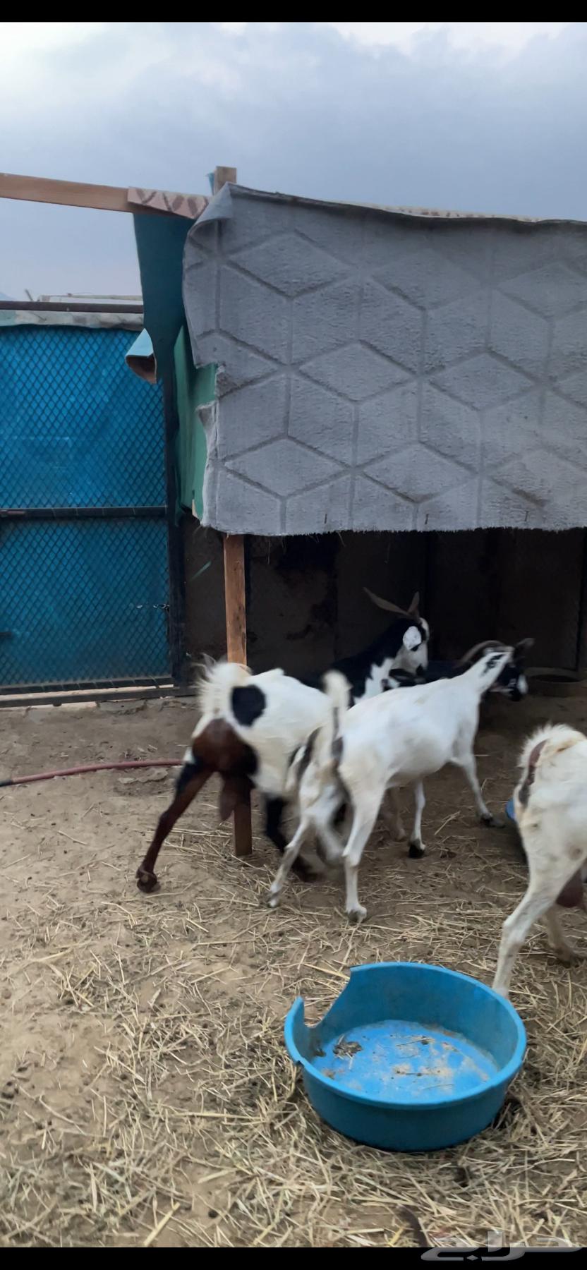 معزا مقاني. تم البيع64559911444994114