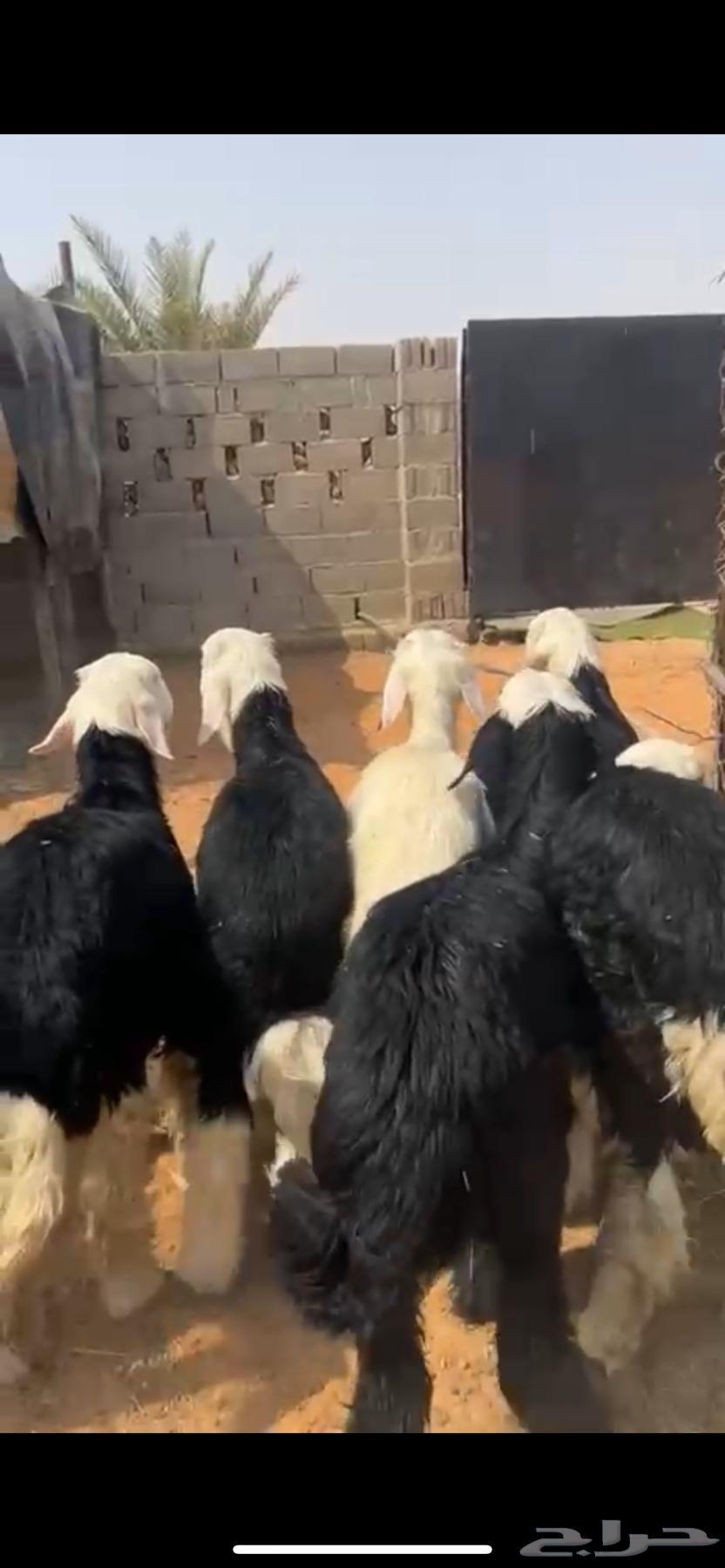 For sale Najdi lambs, good quality ((Sold))64558947113857110