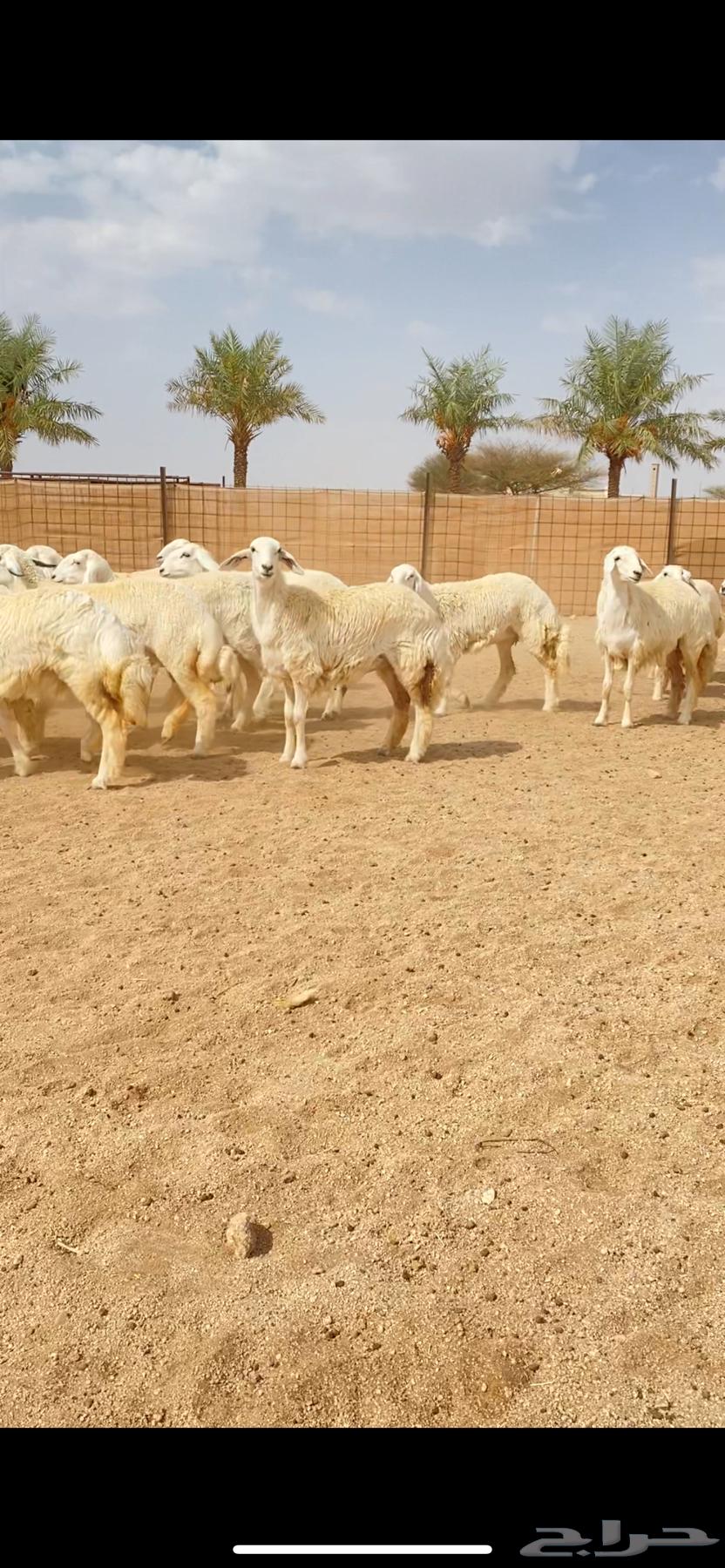 رخال حريات حرش صنف الصنف الفاخر (( تم البيع ))64558447231105110