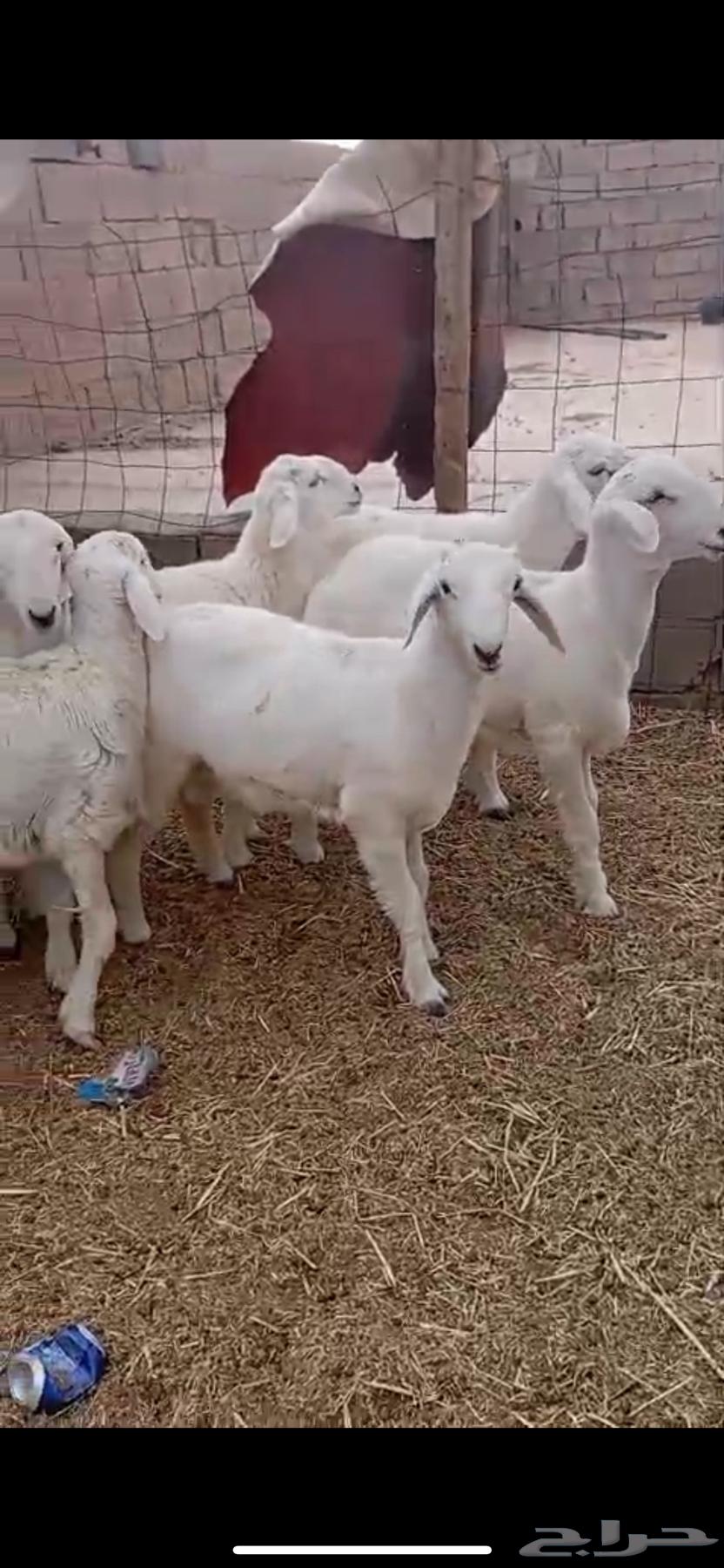 Lamb aged from seven to eight months, fat-locked64558641950337114