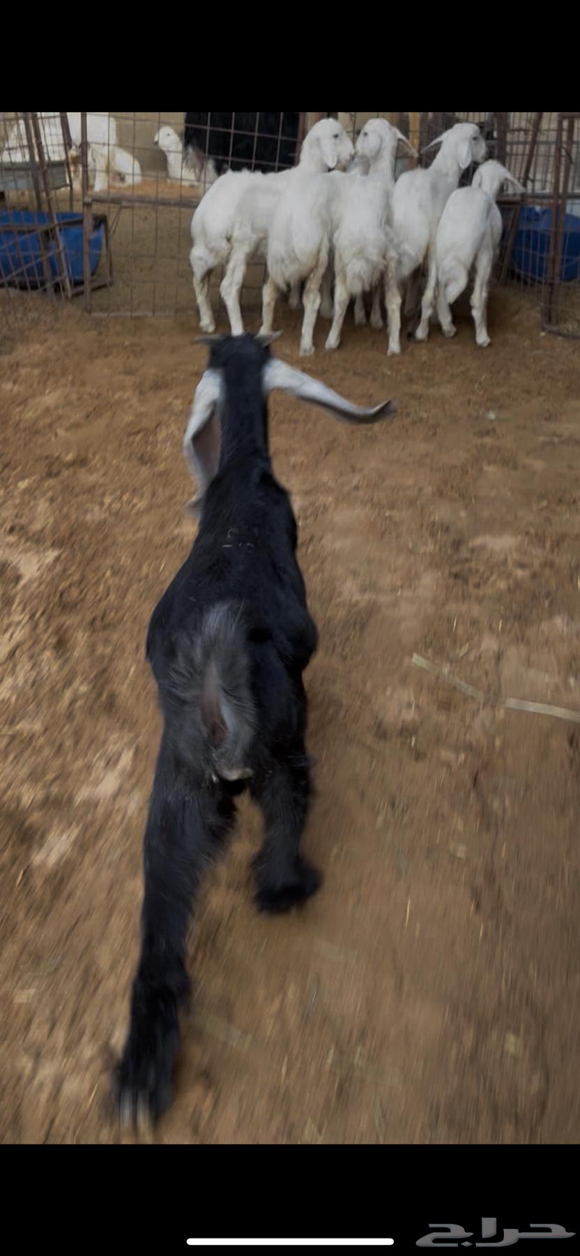 A goat aged two and a half months, in good condition64558947067522111