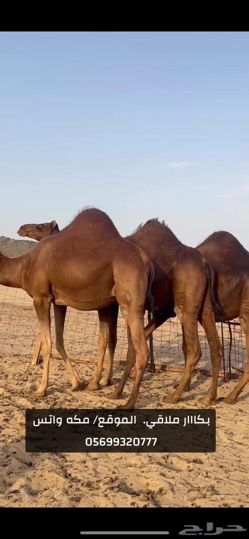 بكار سواحل لقح (( تم البيع ))64554020369795114