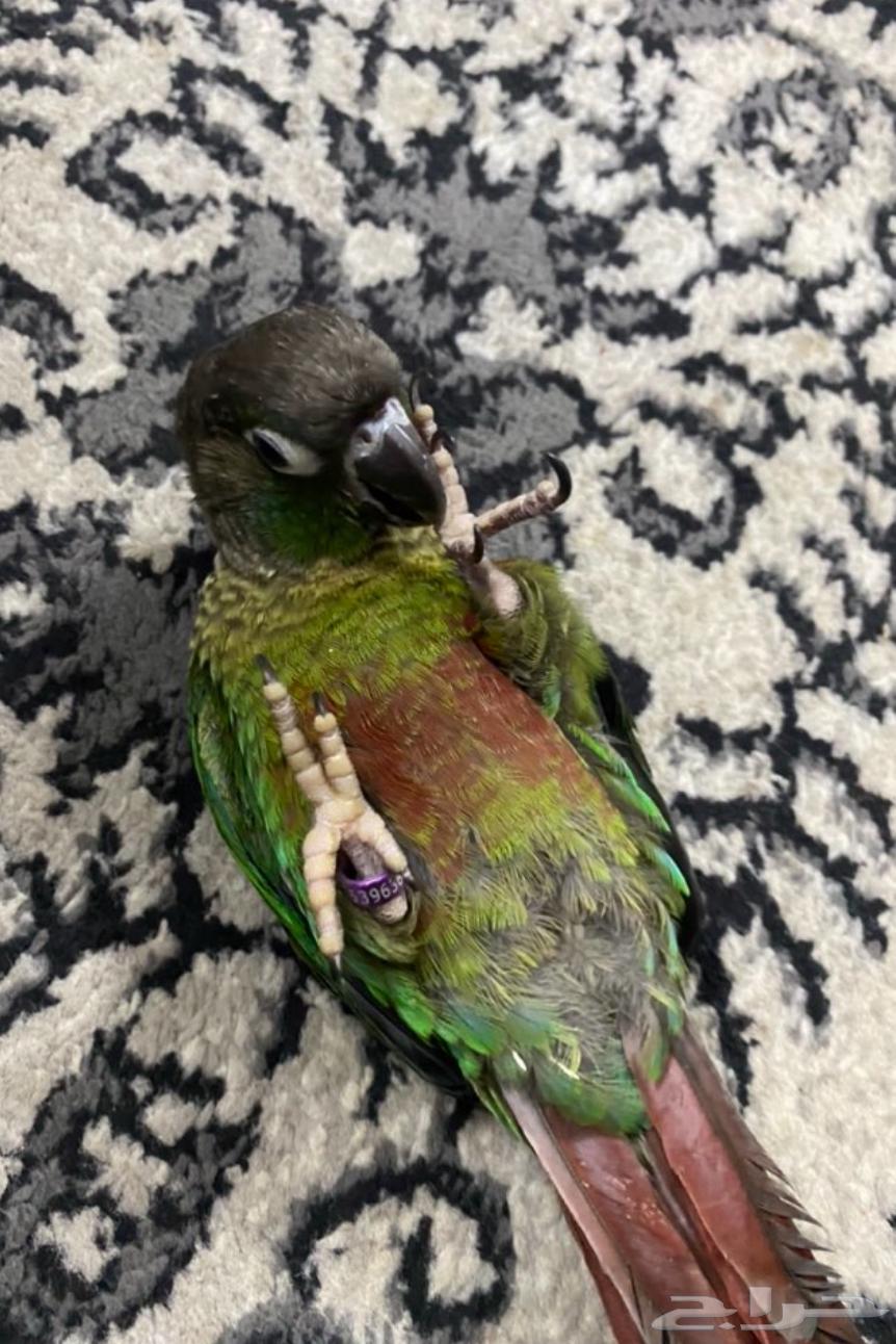 انباع الله يبارك له64561699524098111