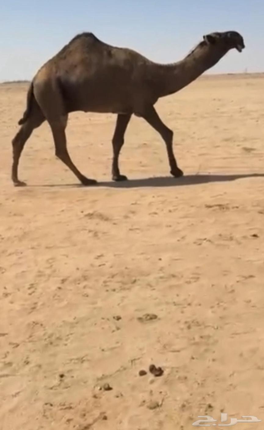 للبيع القعود الكفو دبياني64561092737538110