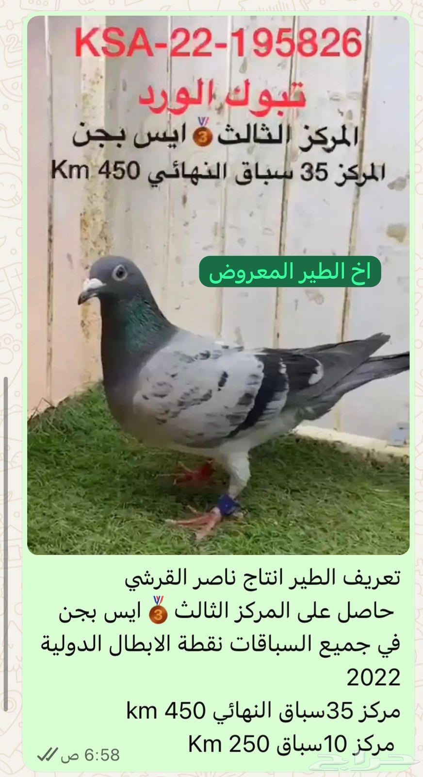 فحل زاجل اخ مباشر لثالث حجل ذهبي نقطة الأبطال 2022064554914461570111