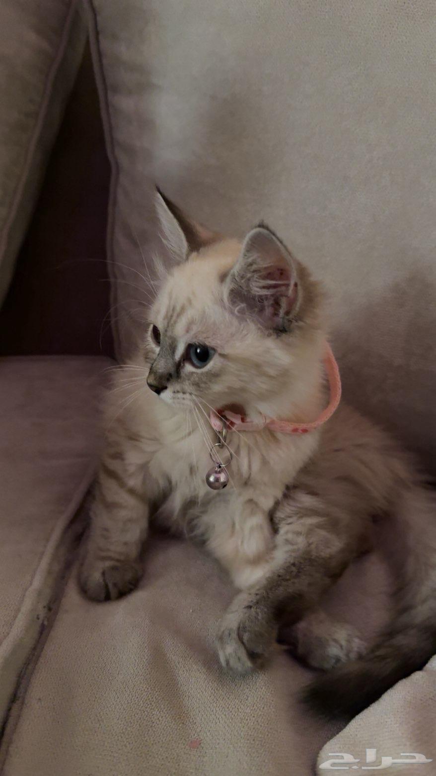 بسه شيرازيه للبيع عمرها شهرين معها كل اغراضها64558752745985113