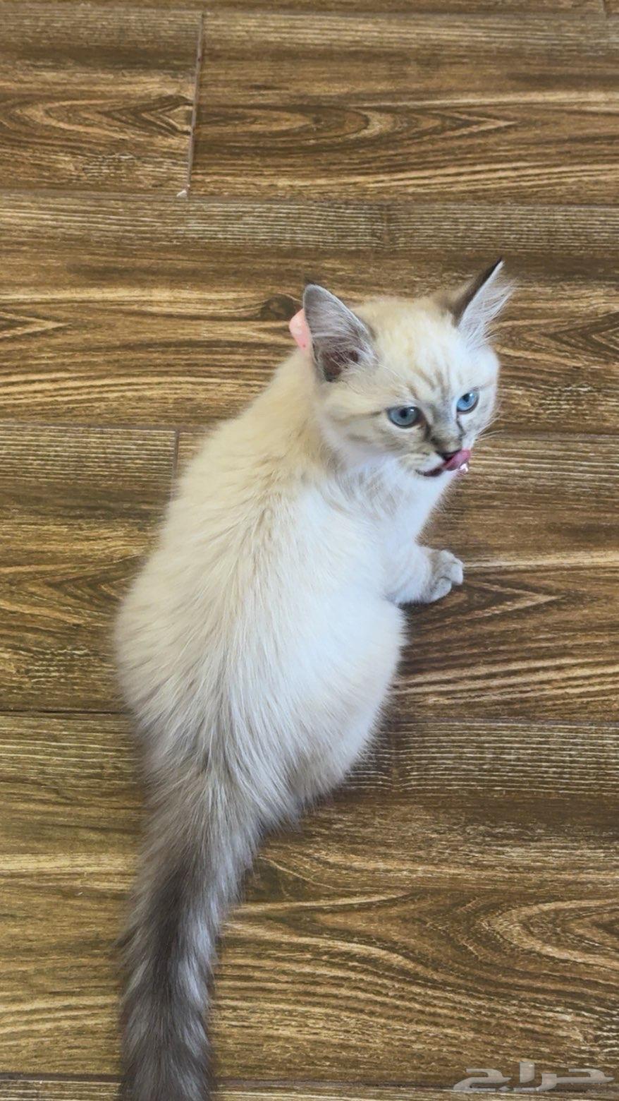 بسه شيرازيه للبيع عمرها شهرين معها كل اغراضها64558752745985112