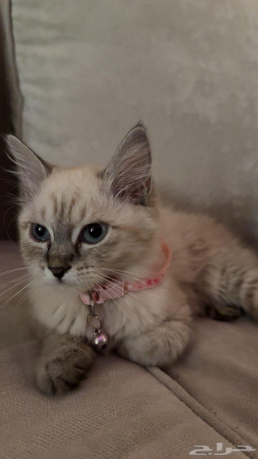 بسه شيرازيه للبيع عمرها شهرين معها كل اغراضها64558752745985114