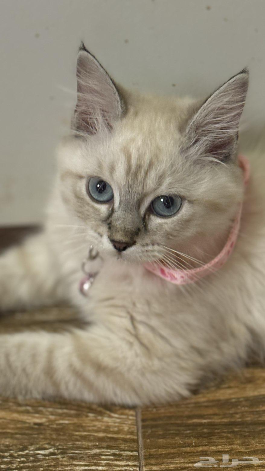 بسه شيرازيه للبيع عمرها شهرين معها كل اغراضها64558752745985110