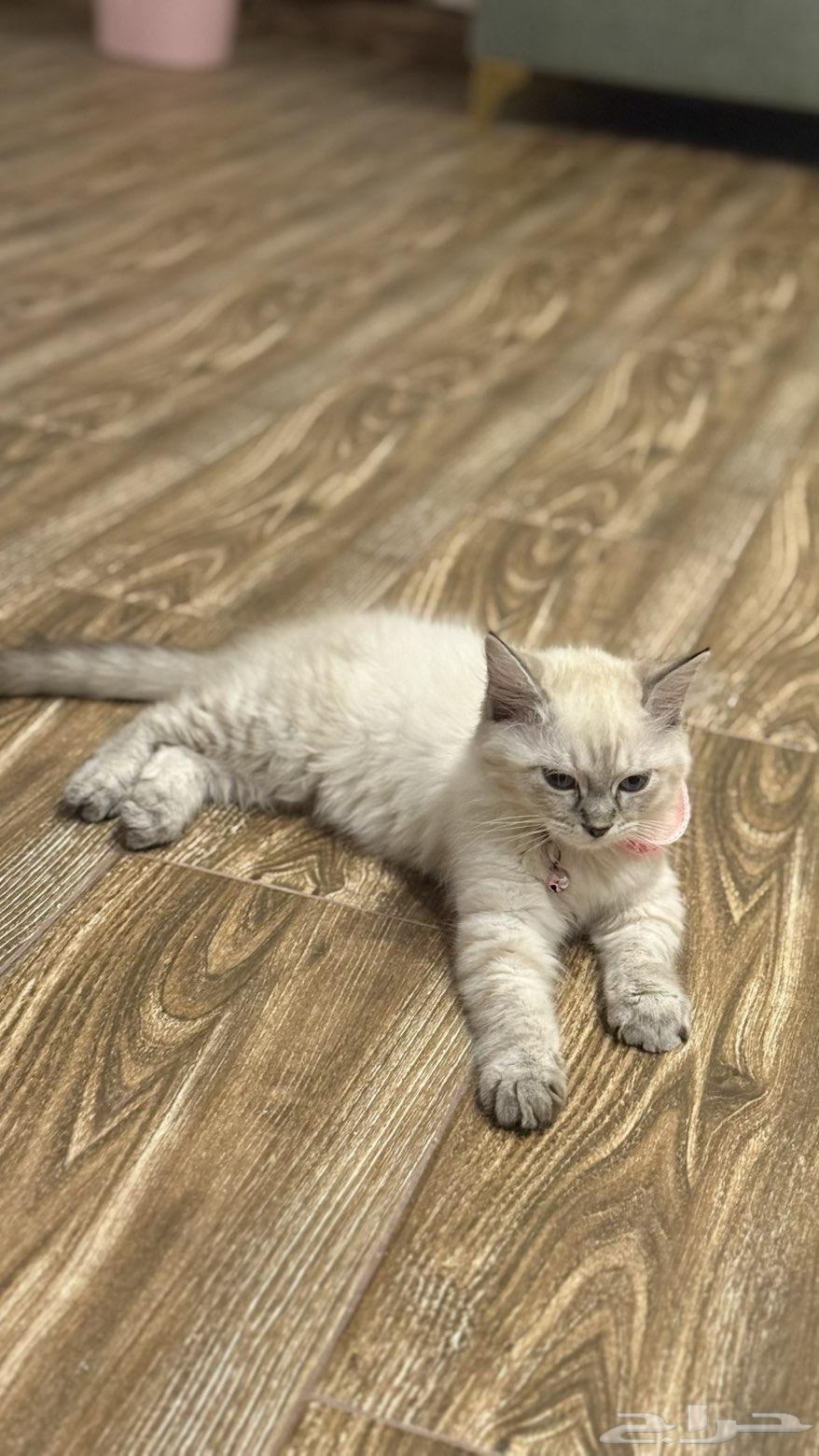 بسه شيرازيه للبيع عمرها شهرين معها كل اغراضها64558752745985111