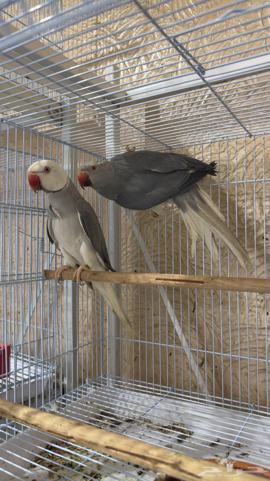 Clear Tail pair64555180321794110