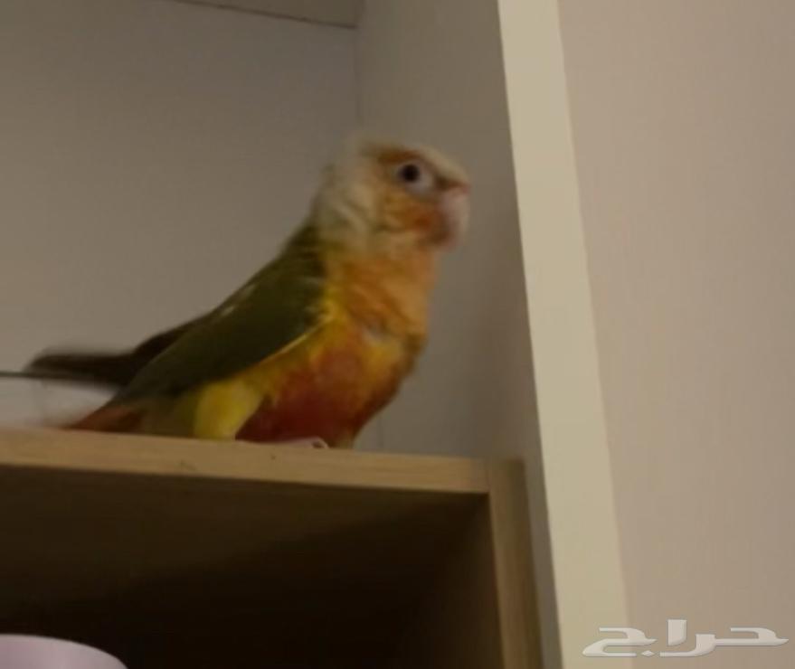 كنيور للبيع64555418757507112