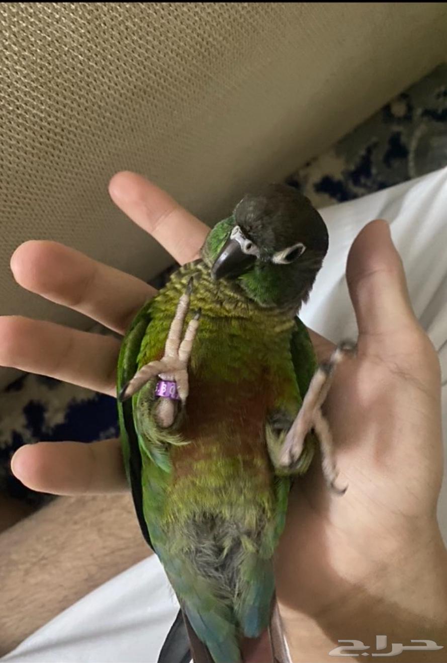 انباع الله يبارك له64561699524098112