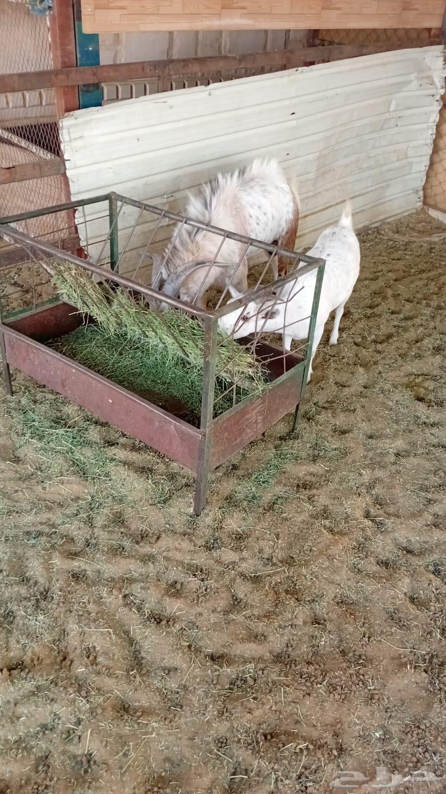 Goats - Rams and a goat of dwarf breeds for sale at an attractive price64555574437889113