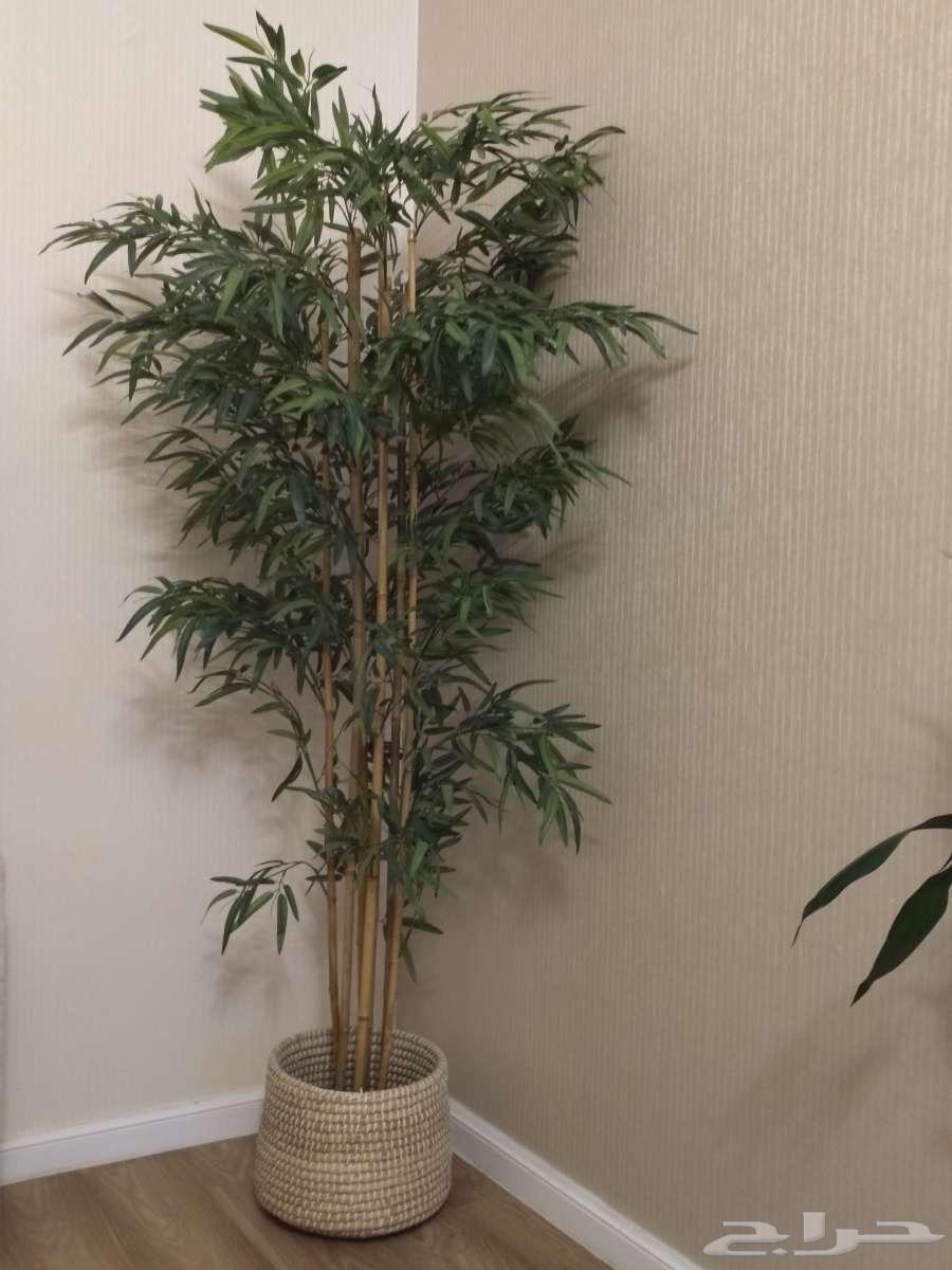 Tree64560726168065110