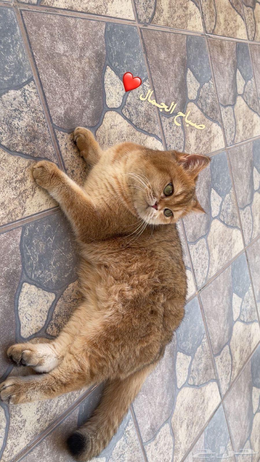 انثى و ذكر سكوتش للبيع قولد فولد و ستريت64553935583745111